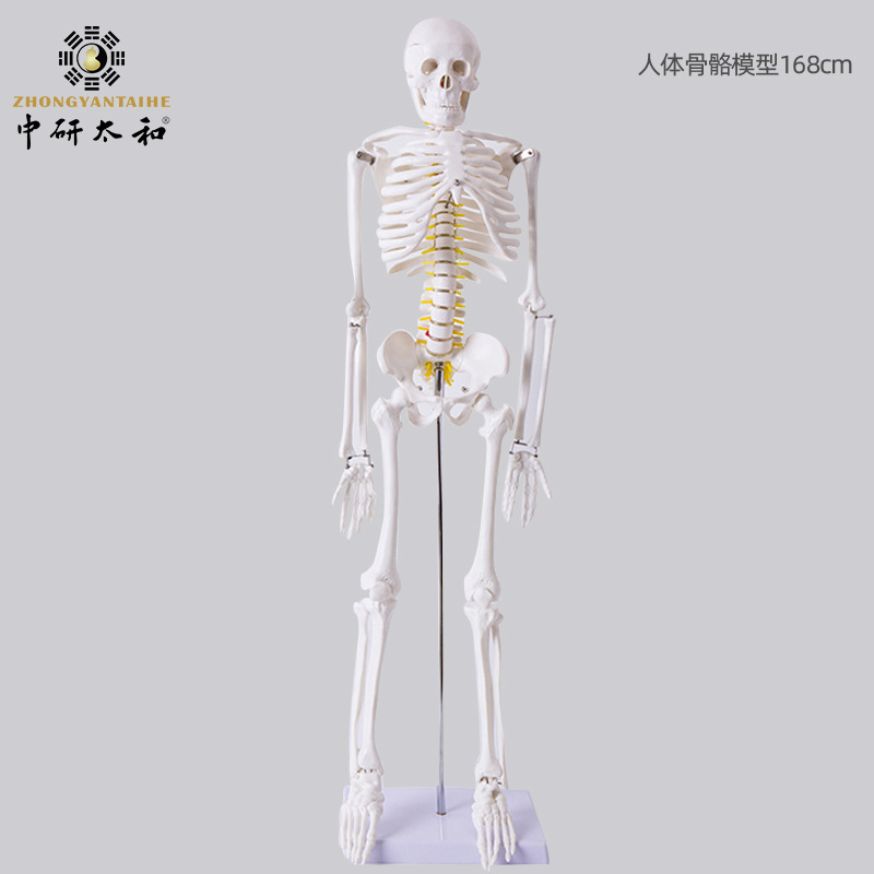 Chinese: Physiological skeleton, heart, human bone, 85cm
