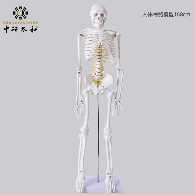 Chinese: Physiological skeleton, heart, human bone, 85cm