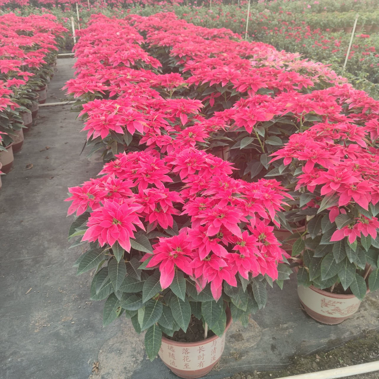 2312 Цветочный сад база оптовая поставка пуансеттия 60-80 см высокий рождественский красный горшечный цветок морозостойкий