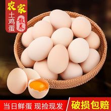 【发货快】正宗土鸡蛋50克大蛋农家散养新鲜虫草蛋五谷蛋批发价