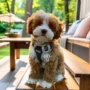 纯种活体幼犬伴侣犬布