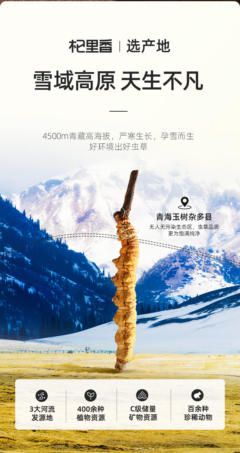 Premium Cordyceps Sinensis Dried Herb 1g Box 5 Stems Whole Fruiting Bodies for Traditional Soup and Decoction key features