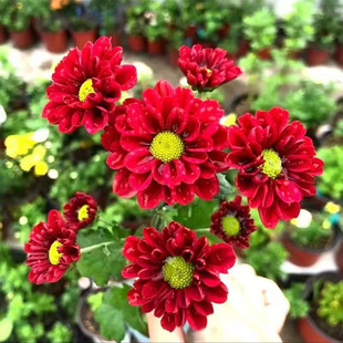 �ջ����������ƹ�����ǧ�^�ļ���ʳ�þ��½�z�N�҃���Gֲ����