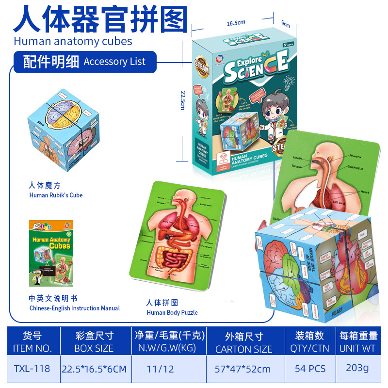 Modelo del cuerpo humano, juguetes educativos STEM para niños, modelo de anatomía humana desmontable, reconocimiento de órganos, fabricante, venta al por mayor image 33