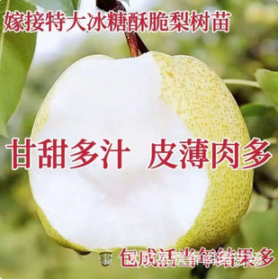 ������������ڼ޽�������ϱ���¶���ԷN�ͺ��ͺ�ͥԺ�ԷN������