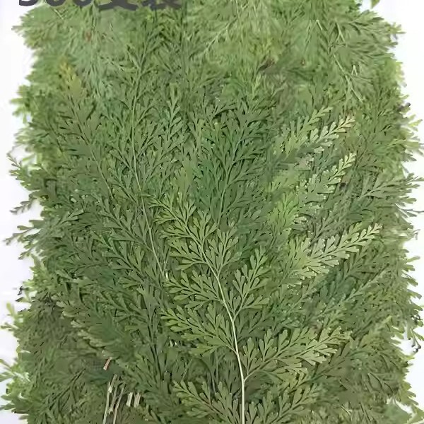 Green Fern Dried Flower Embossed Flower Nail Art and Beauty Materials Natural Real Flower Plant Specimen Glue Handmade Materials