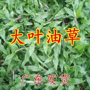 Lawn Seeds, Large-Leaf Oil Grass Seeds, Carpet Grass Seeds, Brazilian Carpet Grass, Disease-Resistant, Drought-Resistant, Soil-Fixing and Slope-Protecting Grass Seeds