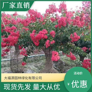 [Base Direct Sales] Lagerstroemia Vase, Various Specifications of Lagerstroemia Vase, Shipped with Soil Balls, Large Quantity, Favorable Price