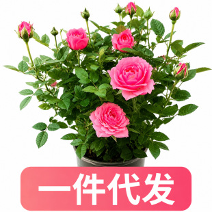 �����ֱ�l����֭�̨�¼����Ի����ش��ļ��_����õ�厧�����