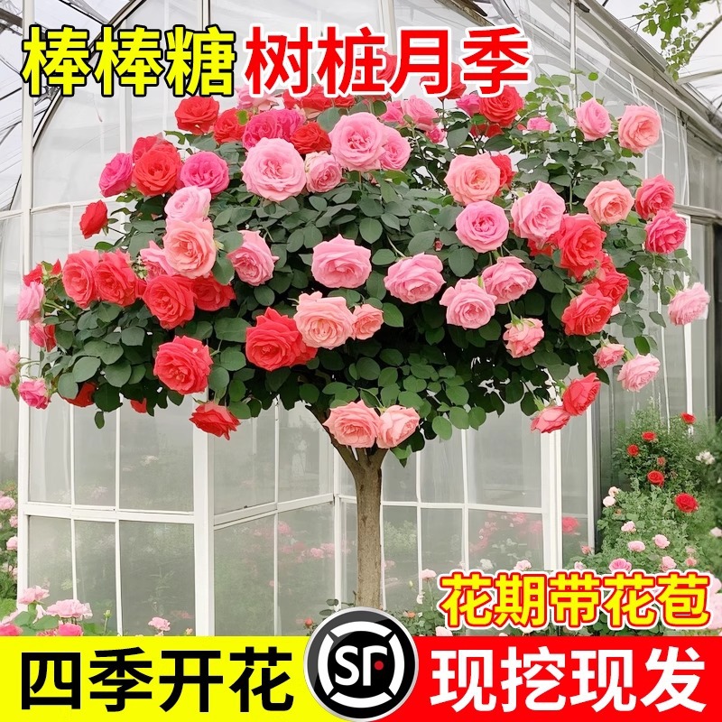 树桩树状月季大老桩花卉盆栽种植多季开花庭院阳台棒棒糖月季花苗