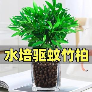 Hydroponic Mosquito-Repellent Bamboo, Rich Bamboo, Water-Cultured Plants, Bamboo Cypress, Easy to Grow Green Plants and Flower Pots in the Office, Evergreen All Year Round