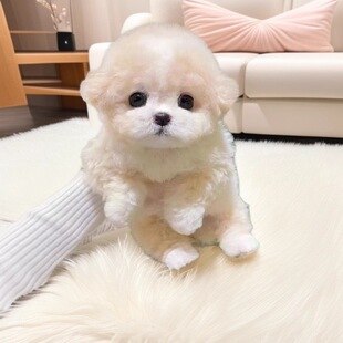 ���N̩��Ȯ��Ȯ���w���㙉̩��Ȯ�豭ȮС��Ȯ����С������Ȯ���l