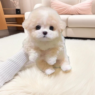 纯种泰迪犬幼犬活体狗香槟泰迪犬茶杯犬小型犬幼崽小狗宠物犬批发