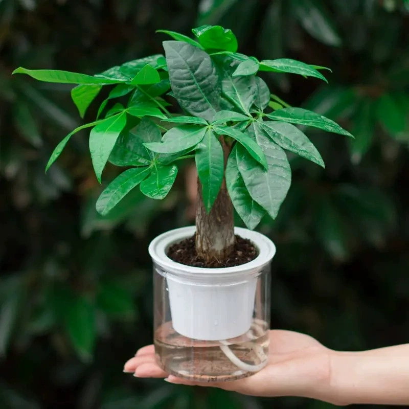 Fa Cai дерево в помещении небольшие горшечные растения зеленые цветы Гидропонные растения зеленый Луо спаржа четыре сезона для кормления рабочего стола офиса