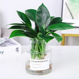 Hydroponic Plant Large-Leaf Gold Diamond Potted Green Princess Office Desktop Pothos Purifies the Air and Absorbs Formaldehyde Water Culture