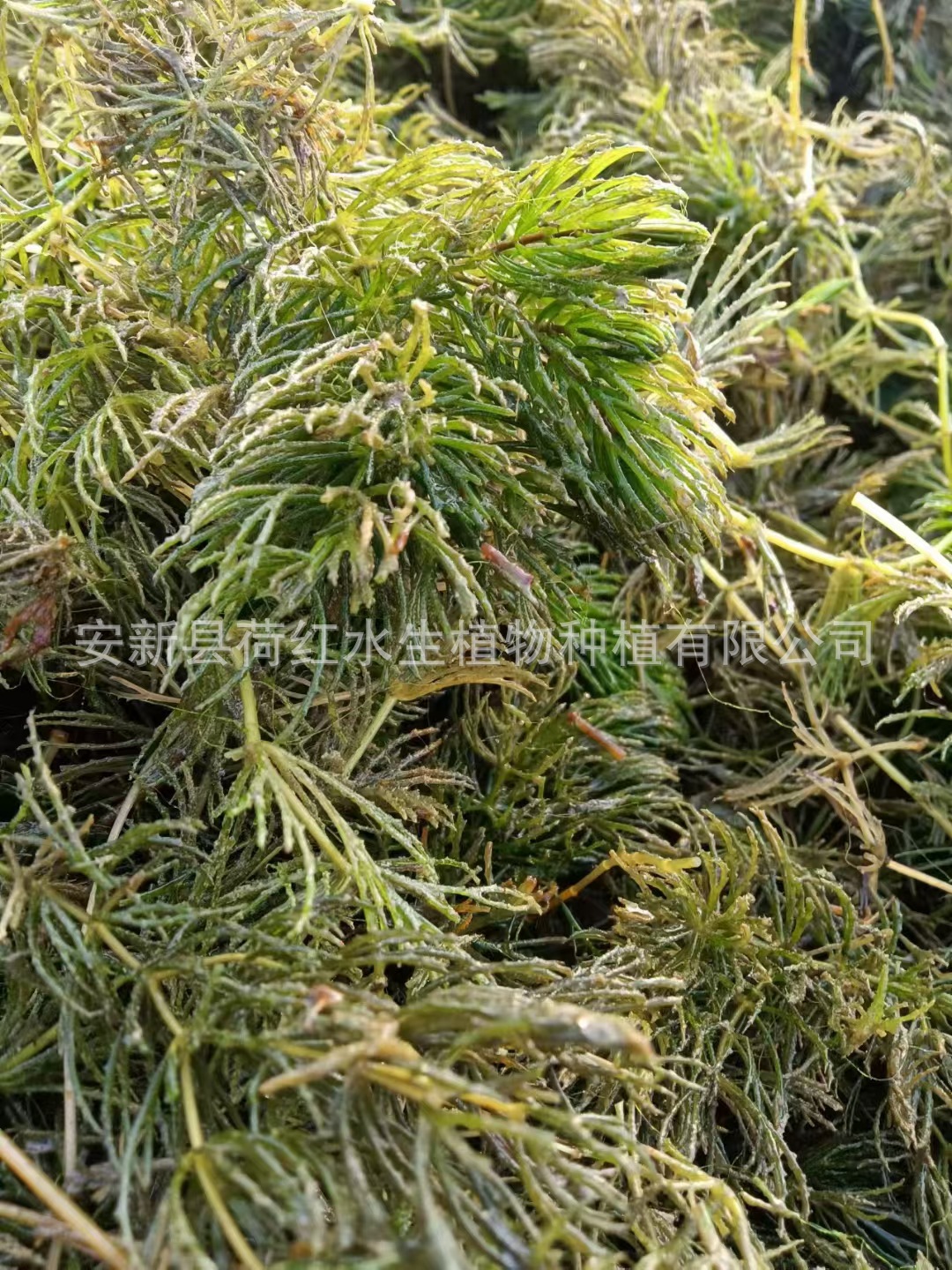 微信图片_20250406114634