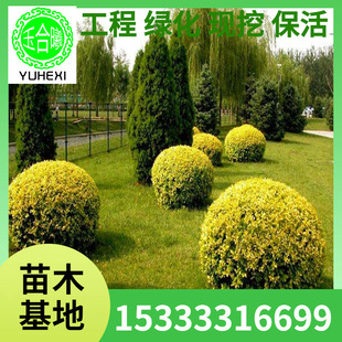 Golden Leaf Ligustrum Balls, Golden Ligustrum Balls, Small Leaf Ligustrum Seedlings, Golden Ligustrum Potted Plants for Planting in Courtyards in the North and South