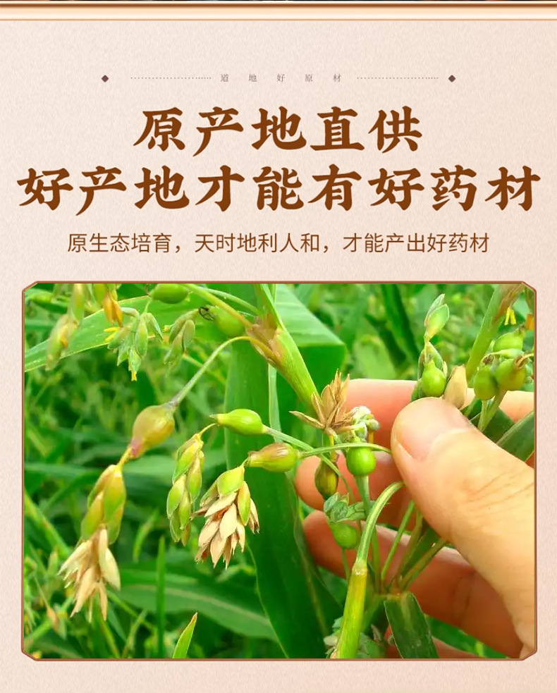 Coix Seed Yi Yi Ren 500g Dried Job's Tears Herbal Tea Ingredient Guizhou New Crop key features