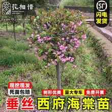 西府海棠树苗垂丝海棠庭院盆栽耐寒风景树高杆绿化苗北美海棠花苗