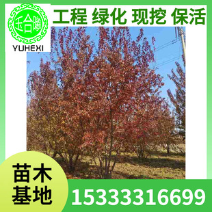 Clustered Tea Strip Maple, Clustered Triangular Maple Tree, Deciduous Tree, Colorful Leaf Ornamental Maple Tree, Landscape Maple Leaf Tree