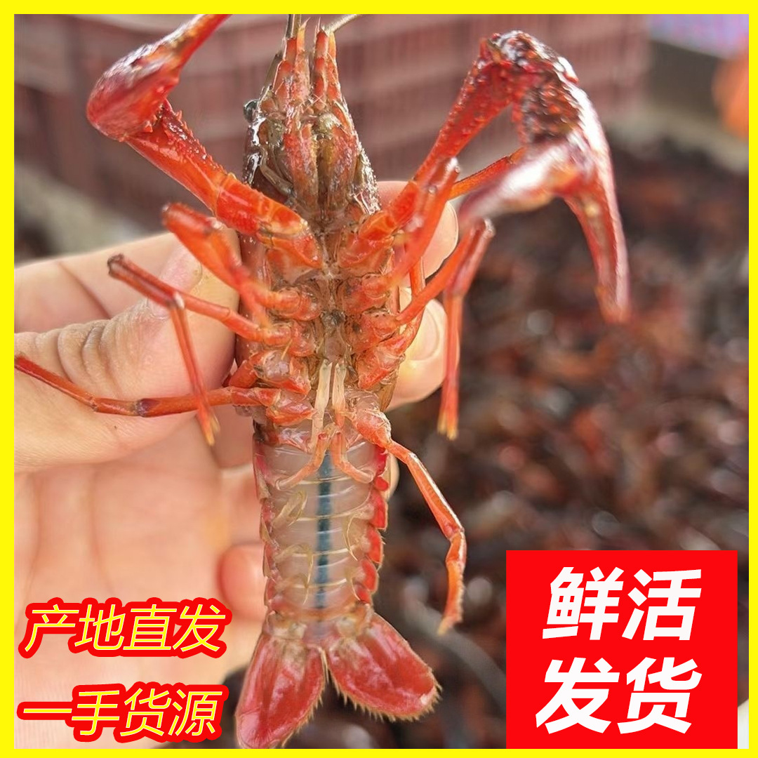 小龙虾鲜活活虾潜江小龙虾批发活虾商用湖北新鲜鲜活特大活的批发