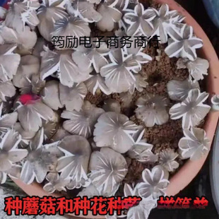 Ģ�����N���l�u���Ӹ߮a��ѹ���������֦����Ͼ��˹��Nֲ���T