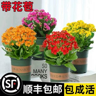 Kalanchoe Potted Plant with Double Large Flowers and Buds, Indoor Flowering, Succulent and Easy to Grow Flower Plants, Flowers and Green Plants