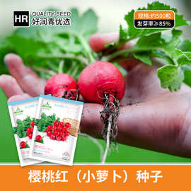 厂家批发樱桃萝卜种子红丁水果小罗卜种籽红皮白肉四季盆栽蔬菜籽
