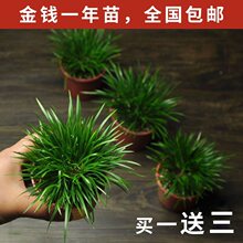 菖蒲草造型盆景黄金姬虎须昌蒲植物办公室盆栽室内四季好养小绿植