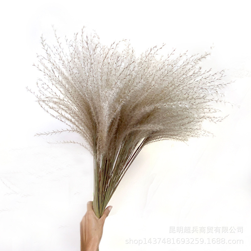【软毛小拂尘】灰白小拂尘花小芦苇外贸货源彩色芦苇
