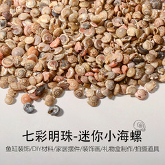 カラーのサザエの小さい月のサザエの真珠のサザエは漂流瓶のdiyの材料を願います。