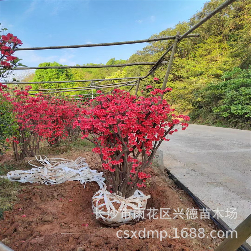 批发映山红 湖南丛生映山红树桩 映山红杜鹃花小苗 量大价低