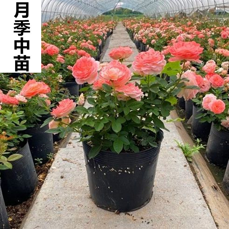 月季中苗批发庭院阳台灌木藤本月季花苗浓香耐寒花卉原土发货欧月