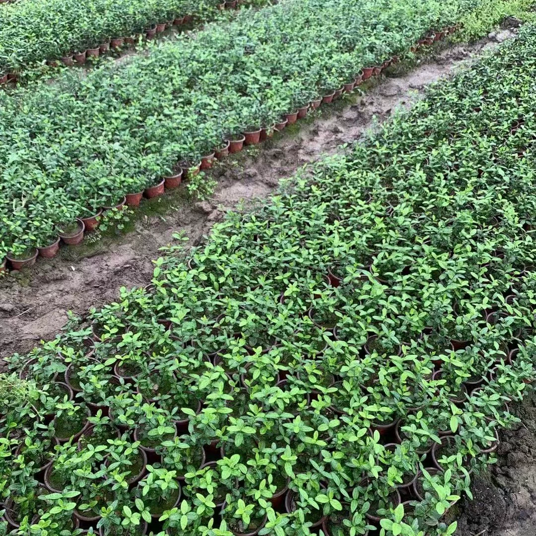 Оптовая продажа садовых вьющихся растений маленькие листья берескета лоза большие листья берескета лоза вьющихся растений зеленый лист лоза. Партеноцисс