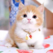 ��؈�������A��@؈�껨؈��؈����؈��؈����؈��ţ؈������