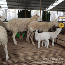 СβͶŲą^e FСβsXһֻ