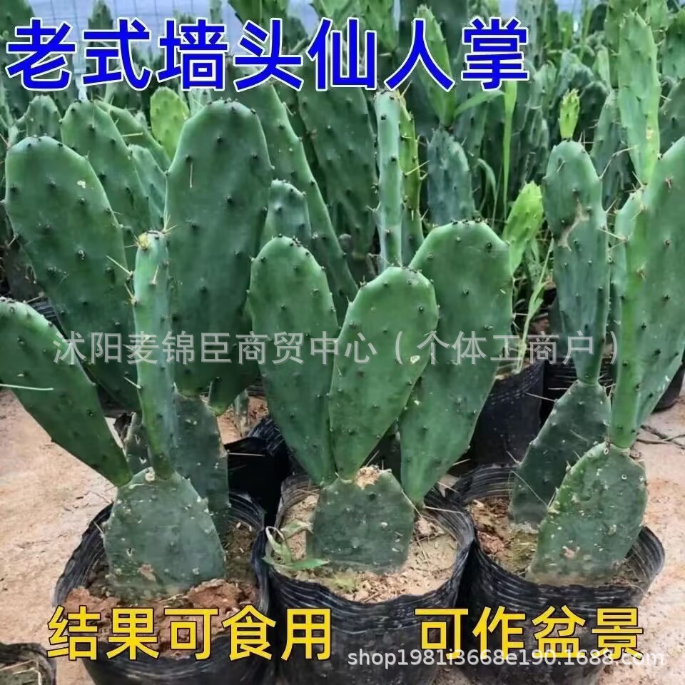 米邦塔仙人掌带根盆栽 绿植多肉植物带刺仙人掌 开花结果花卉植物