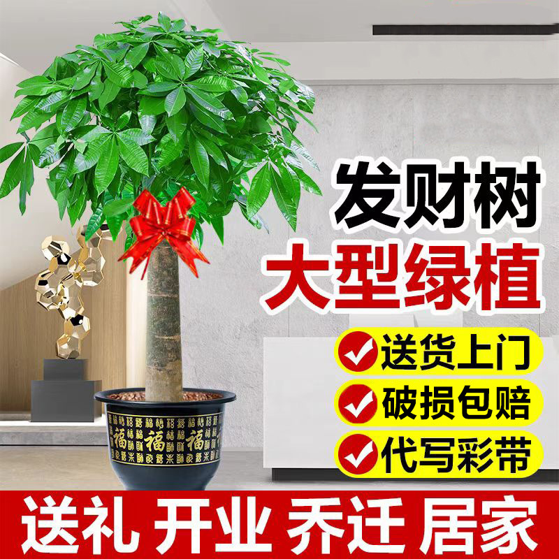 Money Tree Living Room Potted Large Tree Indoor Large Plant Office Formaldehyde-Absorbing Easy-To-Grow Flower Bonsai