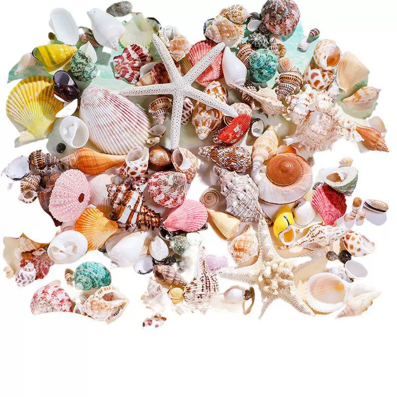 Organic aquarium with shells, aquarium decor, sample handmade