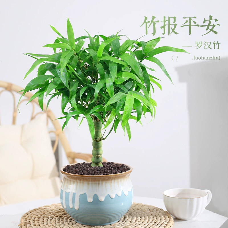 Живот Будды бамбук в горшке луохан бамбук старый ворс вечнозеленые растения офис Крытая гостиная карлик бонсай цветы зеленые растения