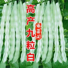 四季豆架豆种子超级九粒白芸豆扁豆角种籽春季秋季四季播蔬菜种孑