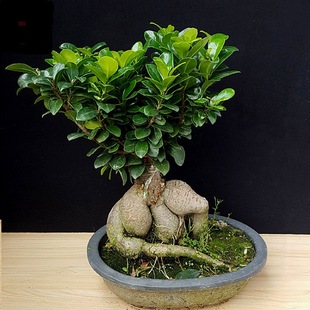 Ginseng Banyan Tree Taiwan Tiger Banyan Green Plant Potted Florals Fujian Tea Bonsai Free Shipping Office Elm Tree