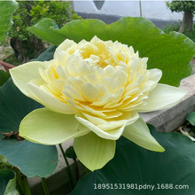 �ɻ��N�ӷۼt������ͺɻ��Nõ�t�N����ɏź��ɫ�����u׃������