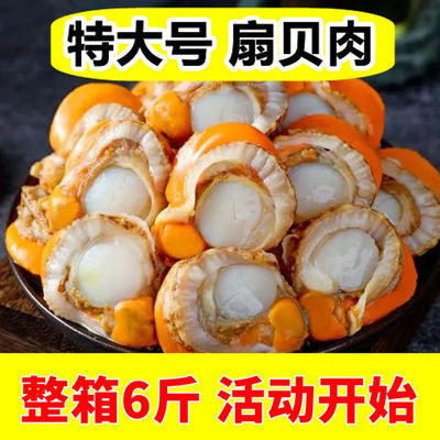 Scallop meat Outsize fresh Scallops Freezing Aquatic products Full container Special purchases for the Spring Festival Wholesale 16 Manufactor wholesale