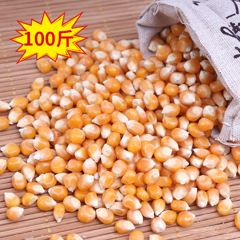 하이 퀄리티 구형 45kg (미국 품종)