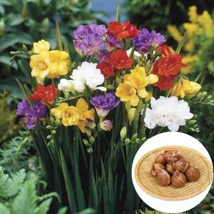 Imported Alyssum Bulbs, Freesia Potted Plants with Buds, Indoor and Outdoor Four-Season Blooming Florals and Green Plants, Easy to Grow Wholesale