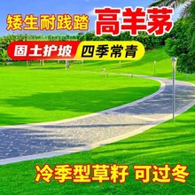 草坪种子高羊茅草籽蓝标高羊茅矮生免修剪四季常青绿化草种籽