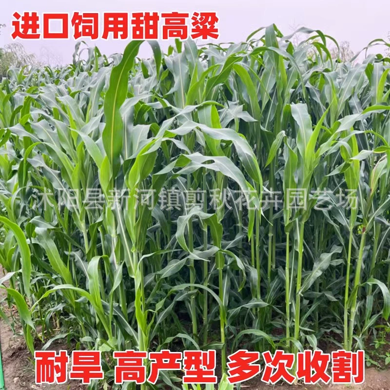 Сладкий Сорго Кормовые Семена Высокоурожайный Импортный Геркулес Сладкие Семена Сорго Животноводство Гао Дан Ван Травеводство Крупный рогатый скот и овцы
