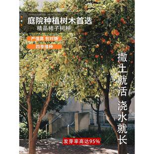 Persimmon Tree Seeds, Fruit Tree Seeds, North and South Planting Ground Planting Fire Crystal Persimmon Crisp Sweet Persimmon Tree