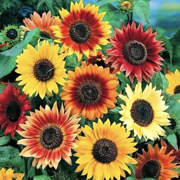 Sunflower Seeds to see edible flowers and flowers
